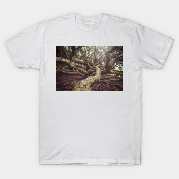 Tree Trunk T-Shirt by jswolfphoto
